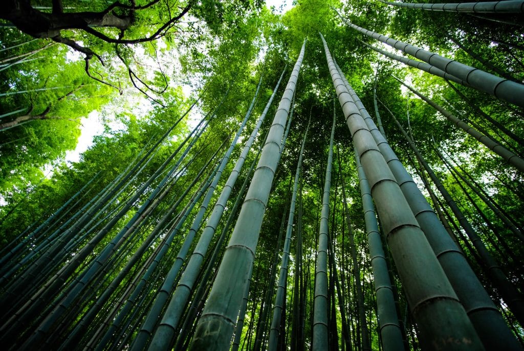 bambu japones marketing